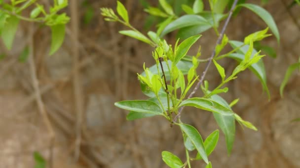 Jasminum volubile, conhecido como Stiff Jasmine é um arbusto da família das oliveiras encontrado na Austrália. Pode atingir dois metros de altura como arbusto, mas pode subir com hastes até dez metros de comprimento . — Vídeo de Stock