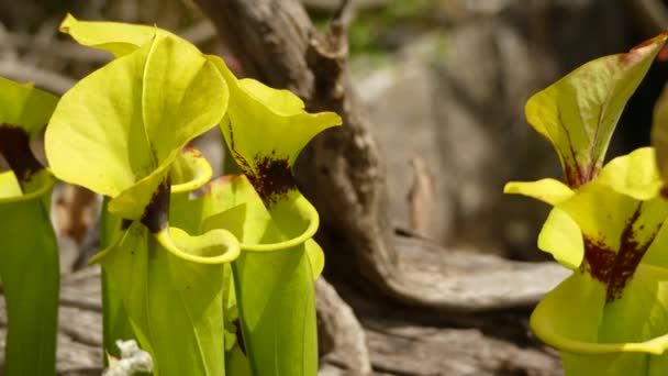Sarracenia leucophylla, também conhecida como a planta-jarro carmesim, folha de trompete roxa — Vídeo de Stock