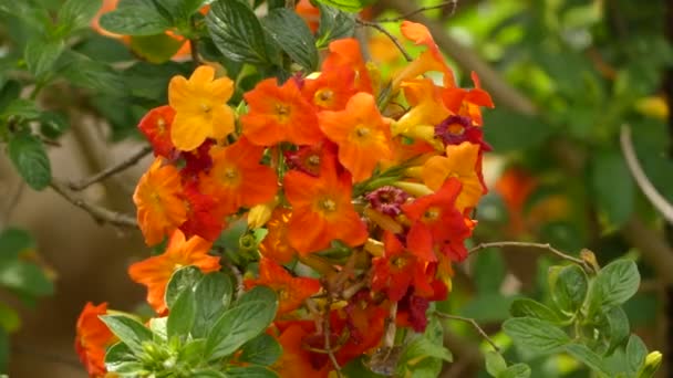 Streptosolen is een geslacht van eenzaadlobbige planten met een enkele soort, Streptosolen jamesonii, de marmelade Bush. Het is een groenblijvende struik van de Solanaceae familie. — Stockvideo