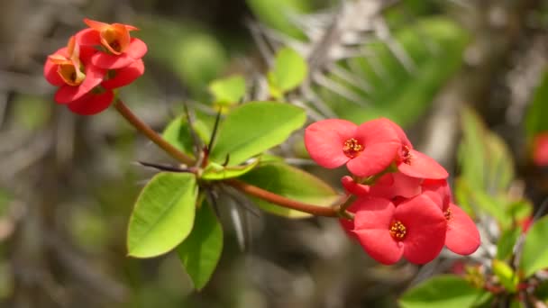 Euphorbia milii (kroon van doornen, Christus plant, Christus thorn) is een geslacht van bedektzadigen in de familie euphorbiaciae van Wolfsmelkpijlstaart, Madagaskar. — Stockvideo