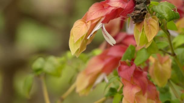 Justicia brandegeeana (Meksika karides bitki, karides bitki veya yanlış hop) aile Acanthaceae cinsjusticia bir dökmeyen çalı, Meksika yerli, ve aynı zamanda Florida'da vatandaşlığa. — Stok video