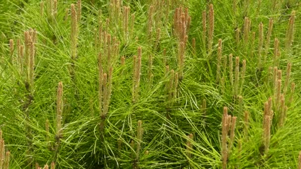 Сосна halepensis, більш відомий як за Халебського Сосна, подівся pine рідні до Середземноморського регіону. В Ізраїлі, вона називається Єрусалим сосни. — стокове відео