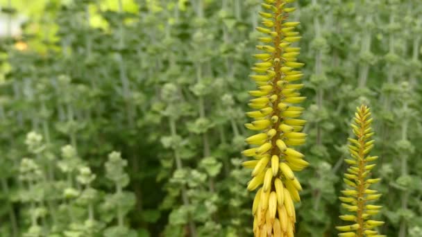 Aloe vera är en saftig växtart av släktet Aloe. Den växer vilt i tropiska klimat runt om i världen och odlas för jordbruk och medicinska ändamål. — Stockvideo