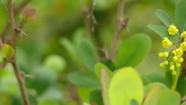 Berberis vulgaris, auch Berberitze, Europäische Berberitze oder einfach Berberitze genannt, ist ein Strauch der Gattung berberis. es produziert essbare, aber scharf saure Beeren. — Stockvideo
