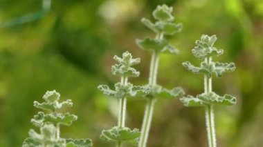 Marrubium vulgare (beyaz horehound veya ortak horehound) Avrupa, Kuzey Afrika ve güneybatı ve orta Asya'da yerli aile Lamiaceae bir çiçekli bitki.