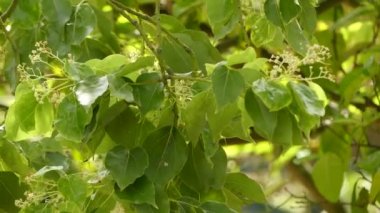 Cinnamomum camphora (genellikle kafur ağacı, kafur ağacı veya kafur defne olarak bilinir)