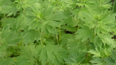 Leonurus cardiaca, nane familyasından Lamiaceae familyasından otsu çok yıllık bir bitkidir. Diğer yaygın adları throw-wort, aslanlar kulak ve aslan kuyruk içerir.
