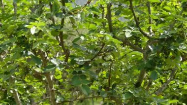 Zanthoxylum americanum (Xanthoxylum), yaygın olarak kullanılan dikenli kül, dikenli kül veya kuzey dikenli kül (bazen diş ağrısı ağacı, sarı odun veya suterberry olarak da bilinir).).