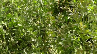 Ruscus aculeatus, kasap-süpürge olarak bilinen, sert, omurga uçlu yaprakların görünümünü vermek cladodes olarak bilinen düz sürgünler ile, düşük dökmeyen Avrasya çalı,.