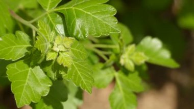 Dysphania ambrosioides (Chenopodium ambrosioides), solucan tohumu, Cizvit çayı, Meksika çayı