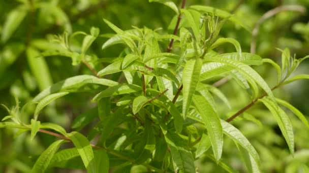 Aloysia citrodora (Lippia triphylla) - вид цветущего растения в семействе Verbenaceae, родом из западной части Южной Америки. Общие названия включают лимонную вербену и лимонную пчелиную щетку . — стоковое видео