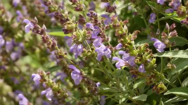 Salvia officinalis (шалфей, также известный как садовый шалфей, или простой шалфей) - многолетний вечнозеленый подкустарник с деревянными стеблями, сероватыми листьями и синими или пурпурными цветами. Член семейства Lamiaceae — стоковое видео