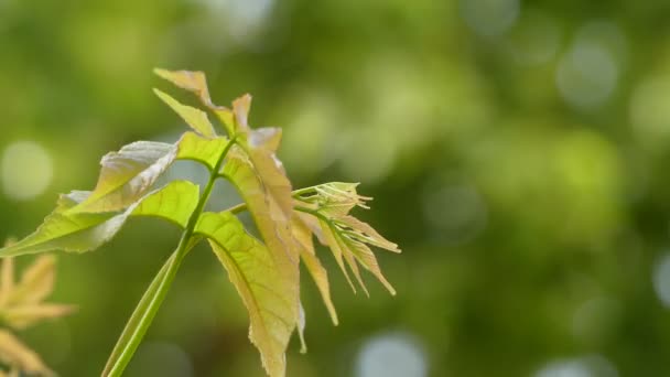 Ungnadia 是萨平达亚家族中开花植物的属，含有一种，Ungnadia speciosa，墨西哥屈子眼，一种原产于墨西哥北部和美国的灌木或小树. — 图库视频影像