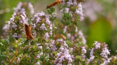 Thymus vulgaris (ortak kekik, Alman kekik, bahçe kekik veya sadece kekik) nane giller familyasından Bir bitki türüdür..