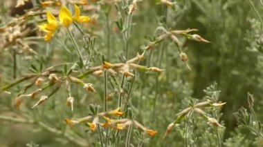 Lota'dan türetilen Lotus spartioides, çoğu kuş ayağı trefoils (pastırma ve yumurta, kuş-ayak olarak da bilinir) ve deervetches içeren bir cinstir.