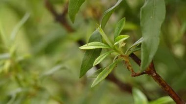 Cistus ladanifer, Cistaceae familyasından bir çiçekli bitki türüdür. Yaygın adları sakız rockrose, laudanum, labdanum, ortak sakız cistus ve kahverengi gözlü rockrose içerir.