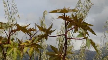 Ricinus communis, hint veya hint-yağ-bitki, spurge aile, Euphorbiaceae çiçekli bitki türüdür. Ricininae, Ricininae cinsi ve alt kabilesindeki tek türdür..