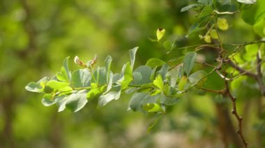 Dorucnium broussonetii. Dorycnium, Bezelye giller ve Kanarya Adaları 'nda bulunan on iki türden oluşan bir cinstir. Lotus ve Tetragonolobus ile ilgilidir..