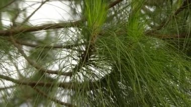 Pinus canariensis, Kanarya Adası Çam açık tohumlular iğne yapraklı aile Pinaceae familyasından. Bir büyük, yaprak dökmeyen ağaç yerli ve endemik dış Kanarya Adaları.