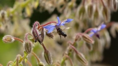 Borago officinalis starflower olarak da bilinir, bir yıllık bitki bitki familyası Hodangiller içinde olduğunu. Bitki aynı zamanda ticari olarak kendi tohumlarından çıkarılan hodan tohumu yağı için yetiştiriliyor.