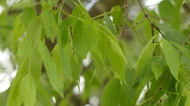 Celtis australis, genellikle Avrupa ısırgan ağacı, Akdeniz hackberry, lote ağacı veya honeyberry olarak bilinen, güney Avrupa, Kuzey Afrika ve Küçük Asya'ya özgü yaprak döken bir ağaçtır..