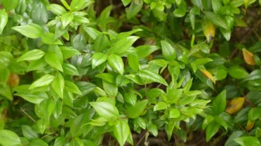Myrtus communis, yaygın mersin, güney Avrupa, kuzey Afrika, batı Asya, Macaronesia ve Hint Yarımadası'na özgü dökmeyen bir çalı türüdür ve aynı zamanda ekili.