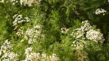 Aster ailesinde çiçekli bitkilerin Tanacetum Ferulaceum, Asteraceae.