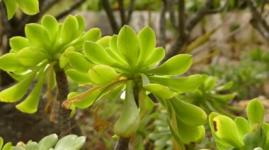 Aeonium arboreum, ağaç aeonium, ağaç olağanüstüsarı veya İrlandalı gül, Aeonium cinsinin sulu, subtropikal subshrub olduğunu. Kanarya Adaları yamaçlar yerli.