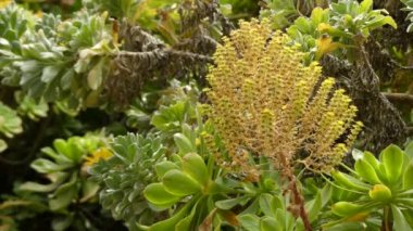 Aeonium canariense Aeonium familyasından, bir kaç aeoniums her yerinde kalın kıllar ile bırakır. Bu zemin boyunca büyümeye eğilimindedir ama çiçekler çok uzun ayakta.