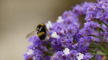 Limonium sventenii, Limonium 120 çiçek türlerinin bir cinstir. Üyeler da deniz-lavanta, statice veya marsh-biberiye verilir.