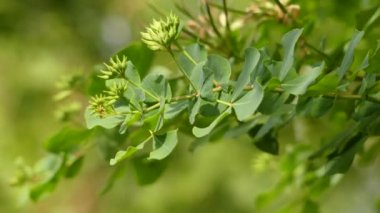 Dorucnium broussonetii. Dorycnium, Bezelye giller ve Kanarya Adaları 'nda bulunan on iki türden oluşan bir cinstir. Lotus ve Tetragonolobus ile ilgilidir..