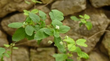 Bystropogon canariensis, Lamiaceae familyasından bir çiçekli bitki türüdür. Bu Macaronesia yerli.