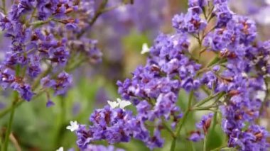 Limonium sventenii, Limonium 120 çiçek türlerinin bir cinstir. Üyeler da deniz-lavanta, statice veya marsh-biberiye verilir.