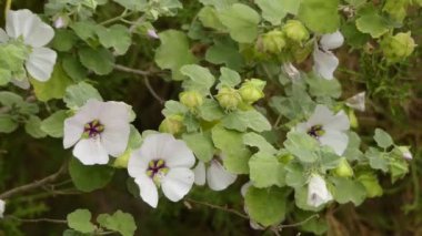 Lavatera maritima. Birçok Lavatera türü şimdi ilgili cins Malva transfer edilmiştir. Lavatera türleri ağaç mallows veya gül mallows, kraliyet mallows veya yıllık darağacı olarak bilinir.