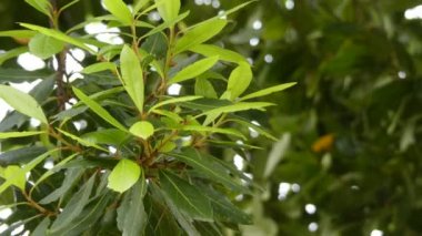 Laurus nobilis, Akdeniz bölgesine özgü, yeşil, parlak yaprakları ile aromatik dökmeyen bir ağaç veya büyük çalı olduğunu. Defne, tatlı defne, defne ağacı olarak bilinir..