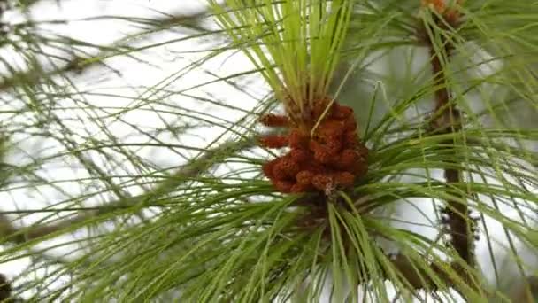 Pinus canariensis, Kanarieöarna tallen, är en art av gymnosperm i barrträd familjen Pinaceae. Det är ett stort, vintergröna träd infödda och endemiska till yttre Kanarieöarna. — Stockvideo