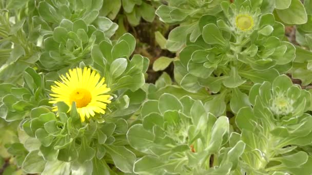 Asteriscus sericeus (Nauplius sericeus vagy Kanári-szigetek Daisy) egy faj a Daisy család endémiás a Kanári-szigeteken. — Stock videók