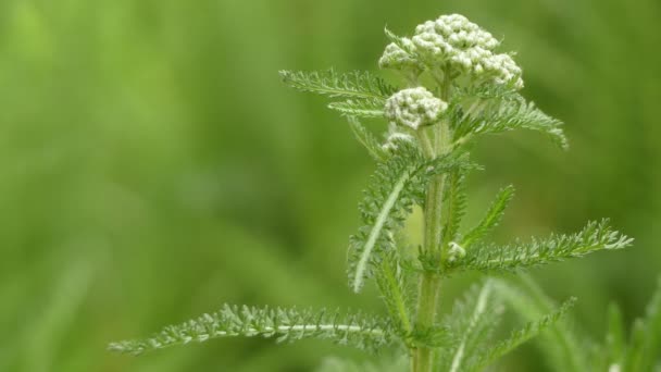 Achillea millefolium, allgemein bekannt als Schafgarbe oder Schafgarbe, ist eine blühende Pflanze aus der Familie der Asteraceae. — Stockvideo