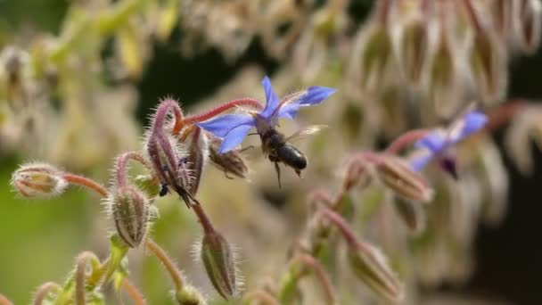 Borago officinalis также известен как Starflower, является ежегодной травой в цветущем растении семейства Boraginaceae. Растение также коммерчески культивируется для семенного масла боража, извлеченного из его семян . — стоковое видео