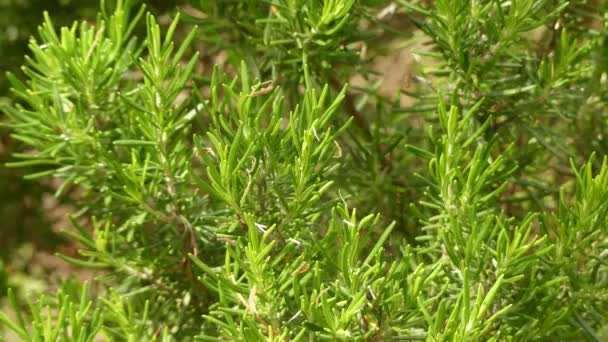 Rosmarinus officinalis, obecně známý jako Rosemary, je dřevnaté bylinkové byliny se voňavá, stálezelené, jehlové listy a bílé, růžové, purpurové nebo modré květy, rodné středomořské oblasti. — Stock video