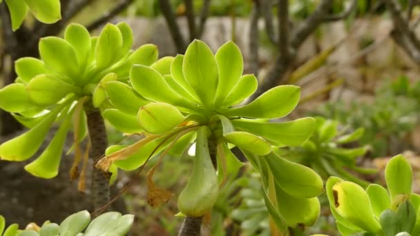 Aeonium arboreum, дерево эониум, дерево houseleek, или ирландская роза, является сочным, субтропическим подкустарником рода Aeonium. Уроженец холмов Канарских островов . — стоковое видео
