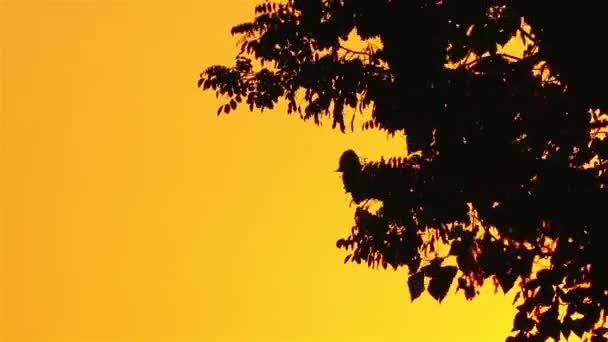 Sziluettjét a fa ágai, a háttérben az a sárga napnyugtakor ég. — Stock videók