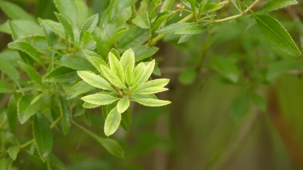 Rubia fruticosa. Rubia är ett släkte i familjen måreväxter. Den innehåller cirka 80 arter av perenna klättra eller klättring örter och subbuskar infödda till den gamla världen. — Stockvideo