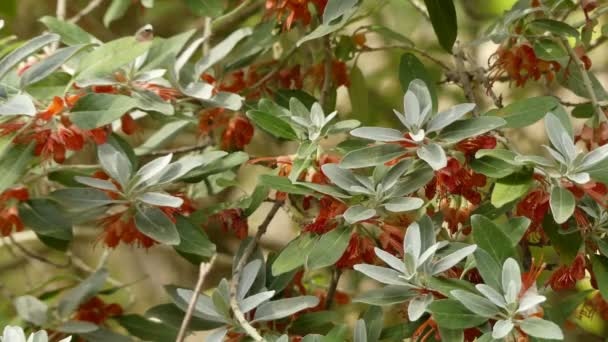 Teucrium heterophyllum. teucrium ist eine mehrjährige Pflanzengattung aus der Familie der lamiaceae. Der Name bezieht sich vermutlich auf König Teuerer von Troja. Mitglieder der Gattung sind gemeinhin als Germanen bekannt. — Stockvideo