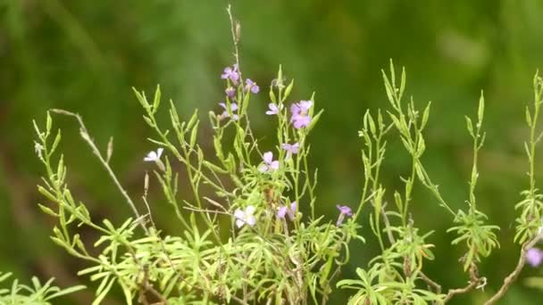Erysimum bicolor (wallflower) botanik familyasından brassicaceae familyasından 180 tür, hem popüler bahçe bitkileri hem de birçok yabani form içeren çiçekli bitkilerin cinsidir.. — Stok video