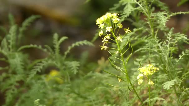 Descurainia millefolia. Descurainia – rodzaj roślin z rodziny gorczycy, znany powszechnie jako tansymustards. — Wideo stockowe