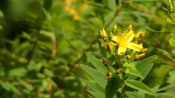 Hypericum canariense es una especie de planta fanerógama perteneciente a la familia Hypericidae. Es endémica de las Islas Canarias . — Vídeos de Stock