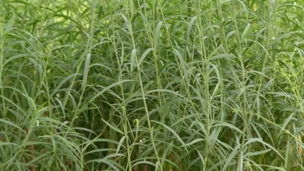 Bupleurum salicifolium is een plant uit de grassenfamilie ("Apiaceae").. — Stockvideo