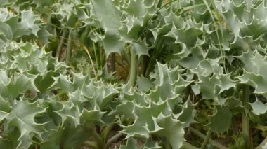 Eryngium maritimum (