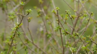 Daphne rodriguezii bir çalı, aile Kekmelaeaceae olduğunu. Bu dökmeyen ve Menorca, İspanya'ya ait Balear Adaları biri endemik.